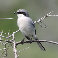 Loggerhead Shrike